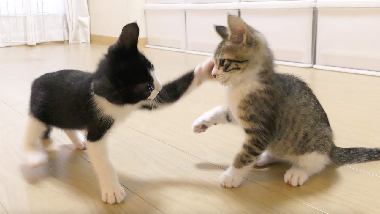 ２週間ぶりに再会した兄弟子猫を対面させたらこうなっちゃいました...涙