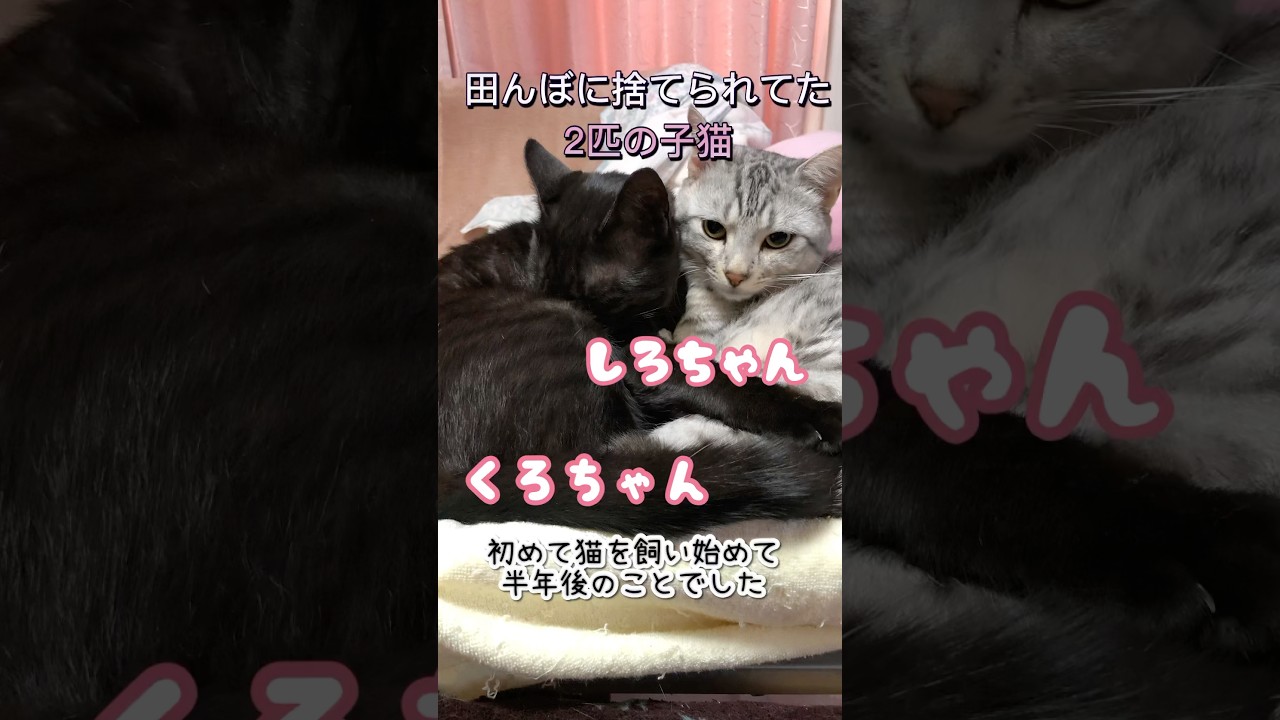 三毛猫が初めてうちに来てから半年後、今度は...｡#猫 #保護猫 #cat #猫のいる暮らし