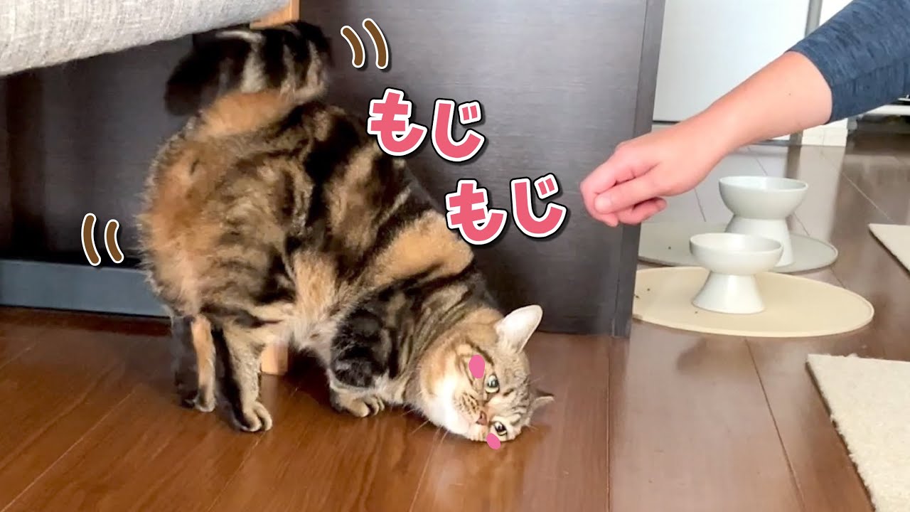 照れ屋でツンデレな猫が素直に甘える瞬間が可愛すぎる…！