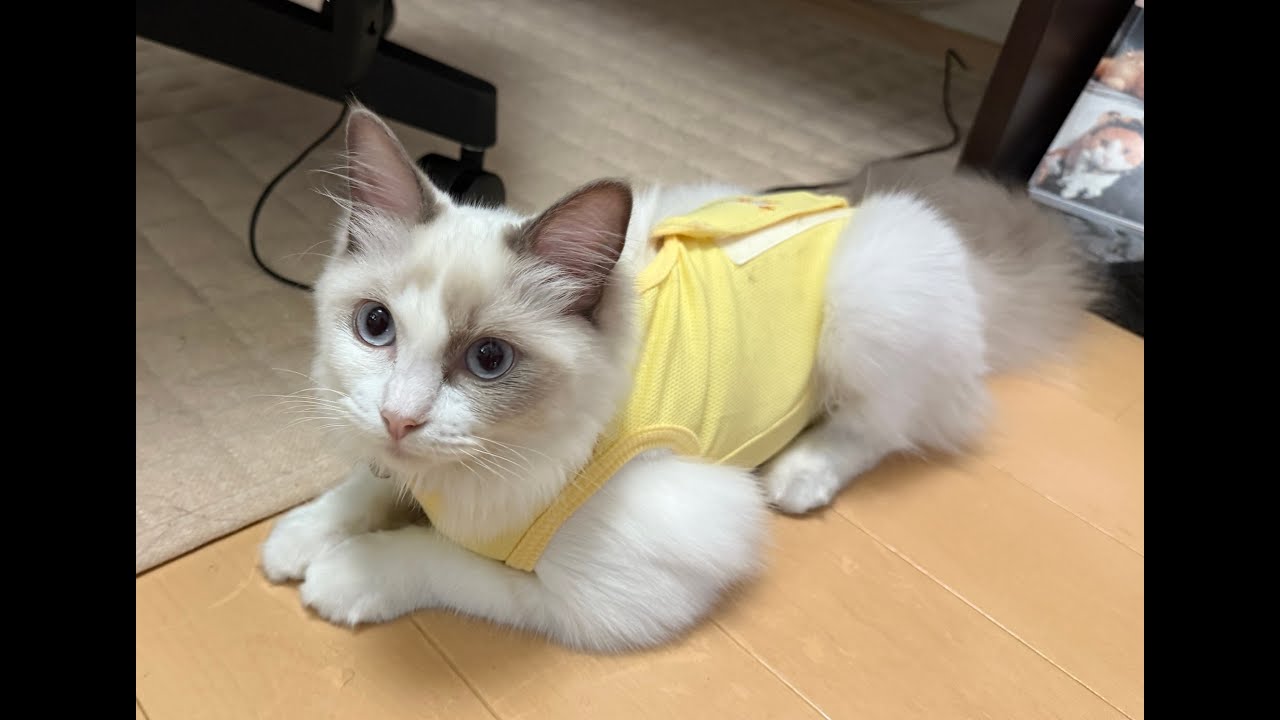 避妊手術をしました #cat #猫 #ラグドール