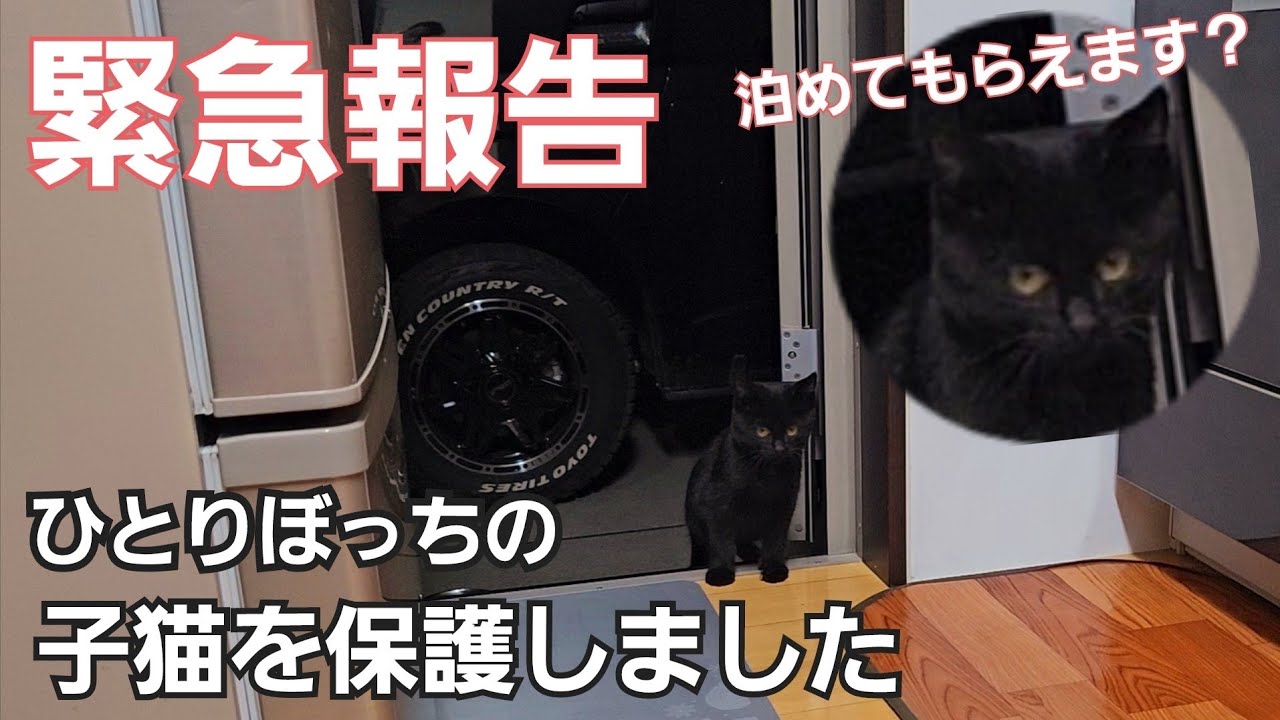 母猫とはぐれて一人ぼっちだった子猫を保護したら…めっちゃおりこうな子でした！