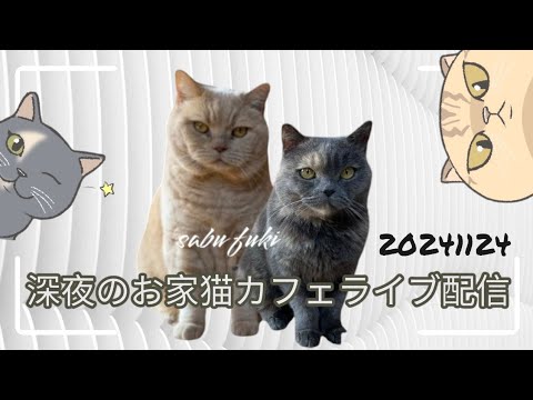 深夜のお家猫カフェライブ配信　２３９