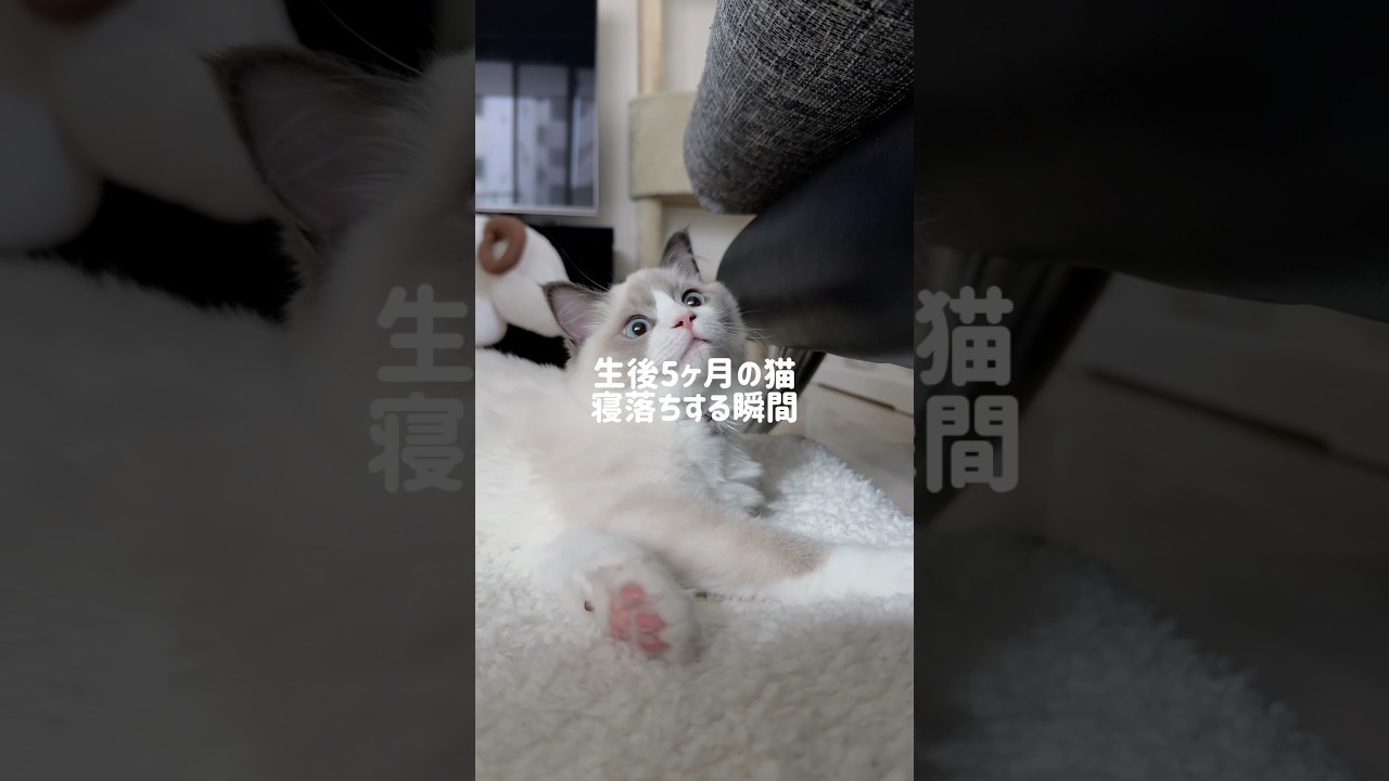 寝落ち猫🐱#ラグドール#ラグドール子猫#ブルーポイントバイカラー#子猫#猫#猫のいる暮らし#猫のいる生活#ragdoll#cat#kitty#kitten#ねこのいる生活