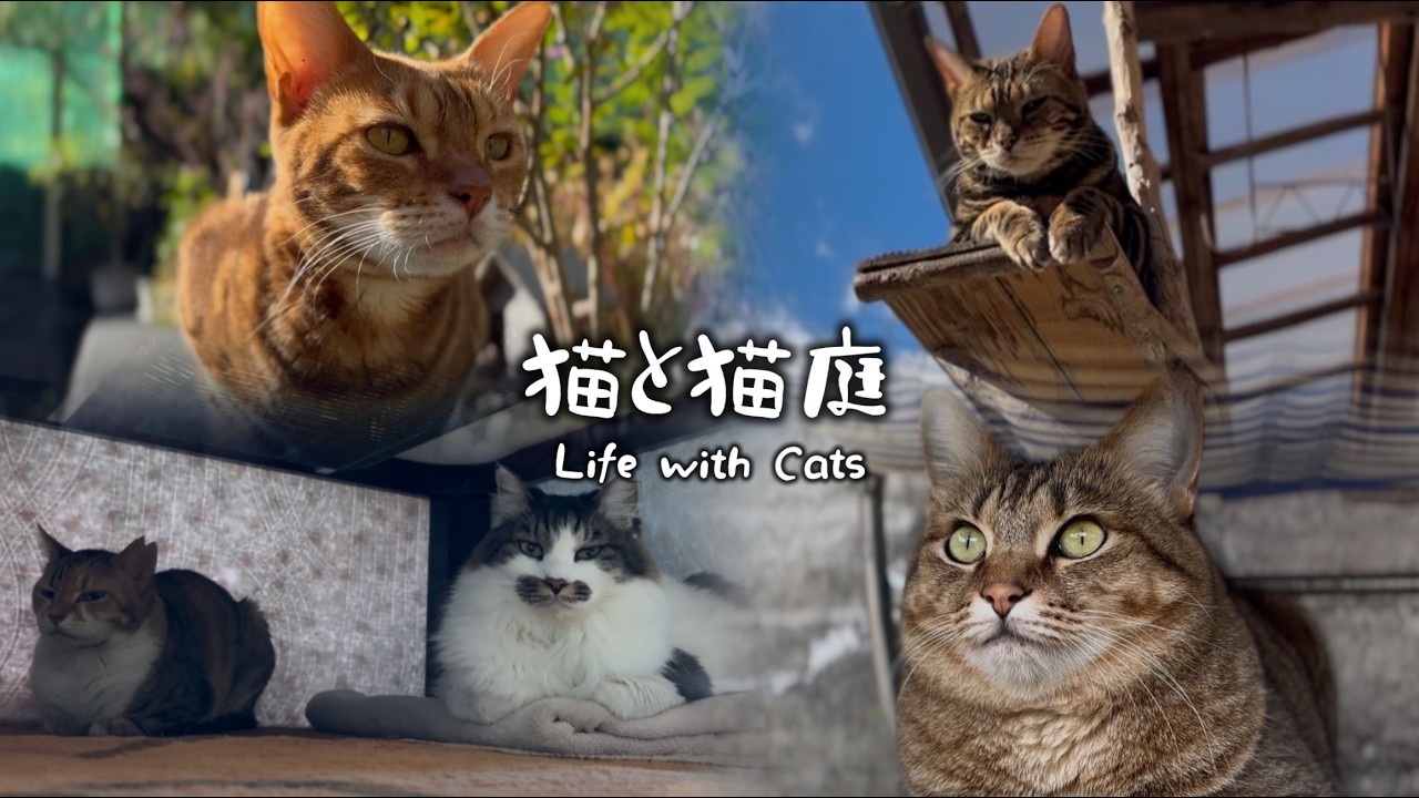 秋の暖かで平和な猫庭の日常