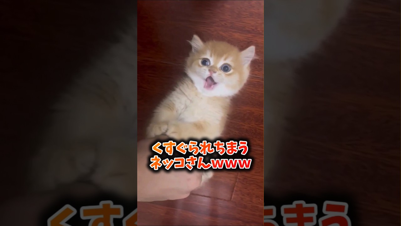 ネッコさん見て癒されたら寝ろｗｗｗ #動物 #猫のいる暮らし #猫