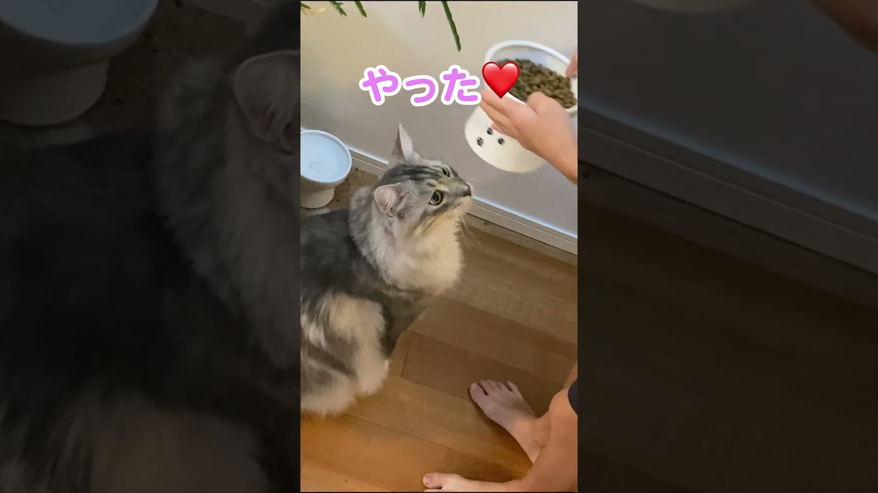 朝ごはんを早く出してほしい大型猫#メインクーン#shorts