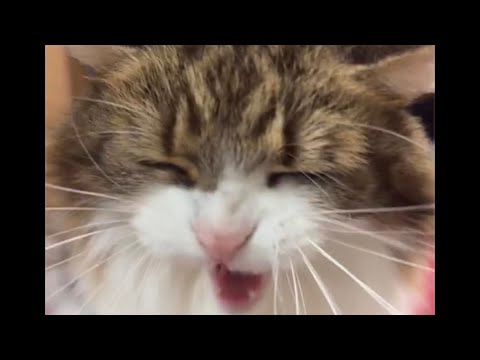 【癒やし/Healing】初めてのTikTokライブでブチギレてる猫【ゴロゴロ/Purr】/Cat getting pissed off on his first TikTok live stream