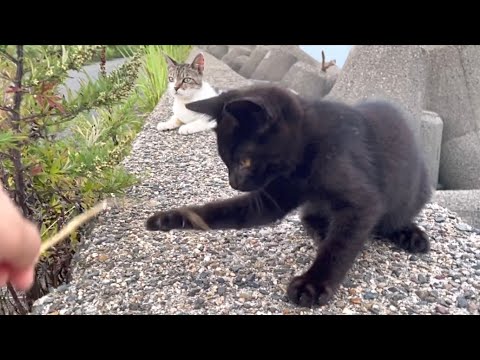 遊んでる途中に投げ出してお母さんの所に駆け寄る黒子猫ちゃん