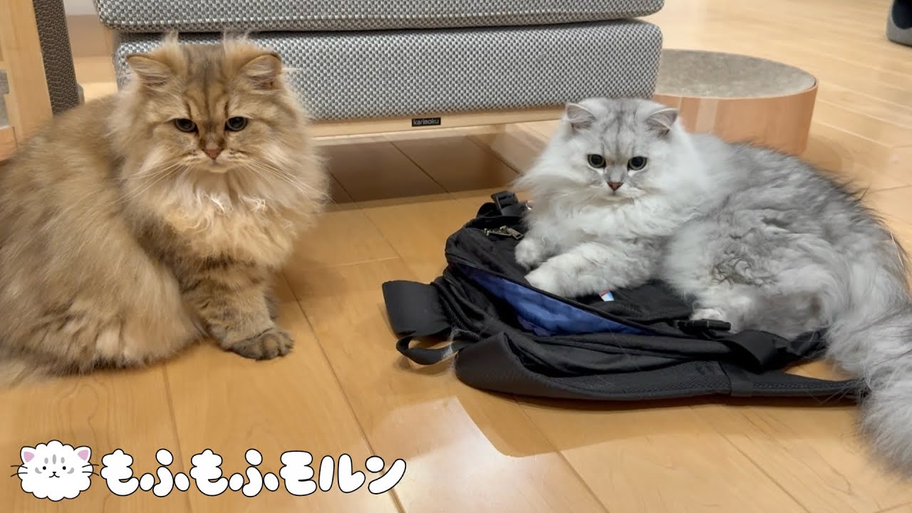リュックの上でも兄の真似をしたい妹猫 【サイベリアン】