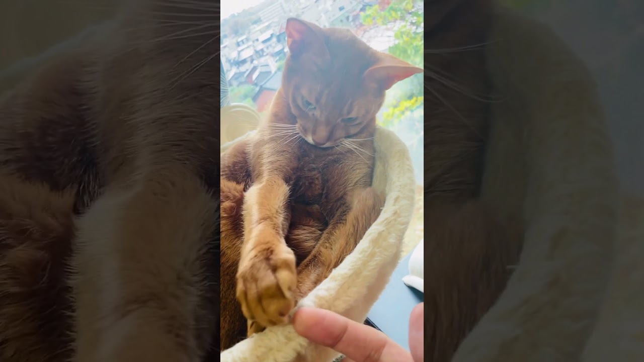 ちょっとしたじゃれあい#猫#こころ#いぶりん#アビシニアン#レッド#フォーン#cat#abyssinian#red#fawn
