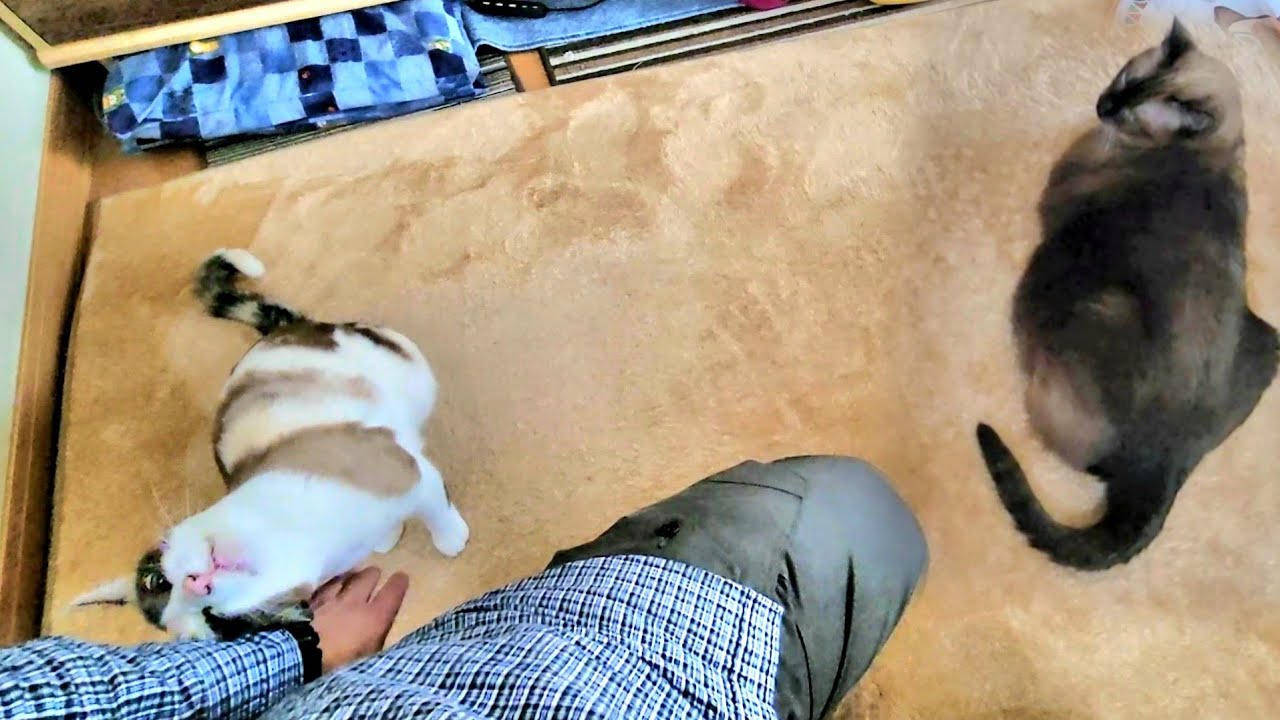 シャム猫と一緒に病院から帰宅したらペポ🐈に擦りつかれた💉