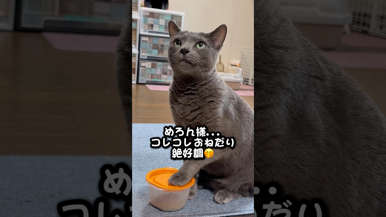 【ロシアンブルー】めろん今日も食いしん坊〜元気です🤗【猫】#shorts