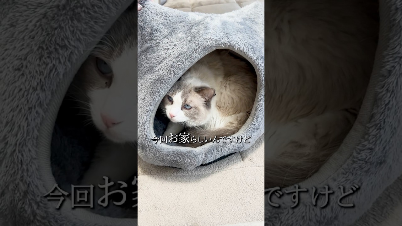 居心地最高だにゃ🐱✨ #ラグドール #子猫 #子猫のいる生活 #ragdolls #kitten