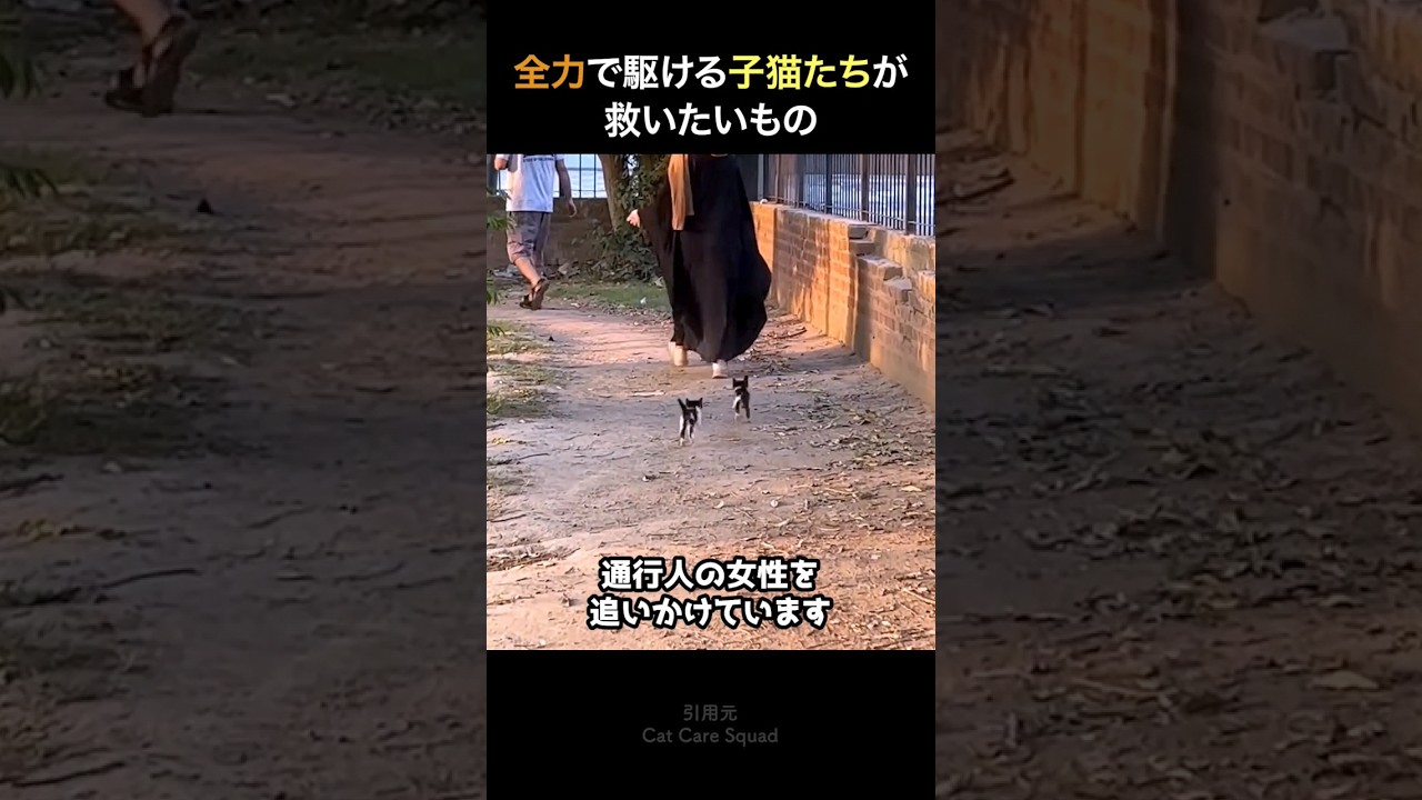通行人を追いかける子猫が救いたいもの
