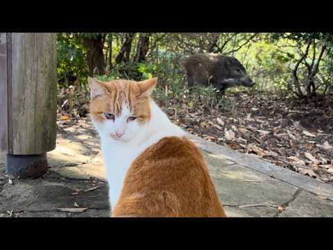 猫たちと散歩したらイノシシ混じってた