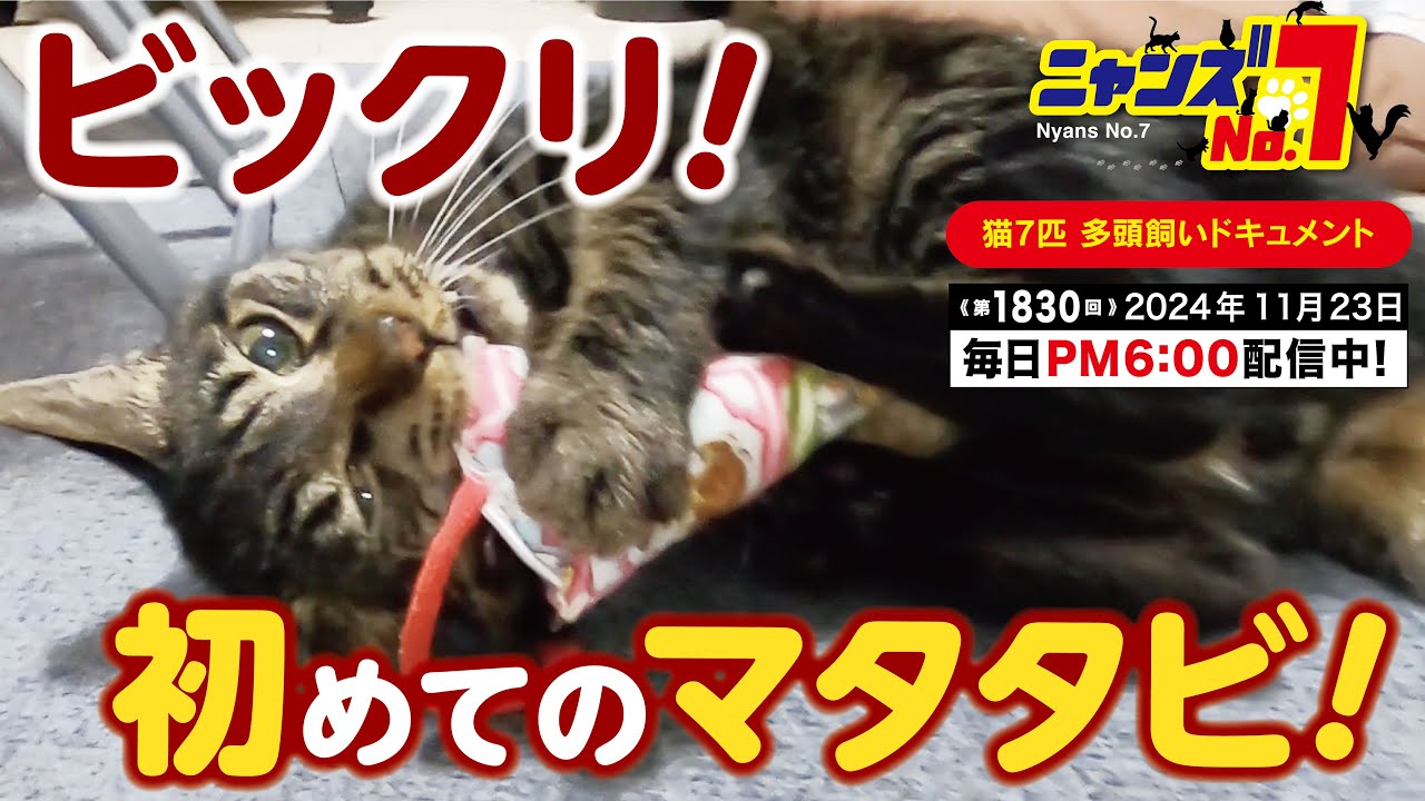 《第1830回》ビックリ！初めてのマタタビ！