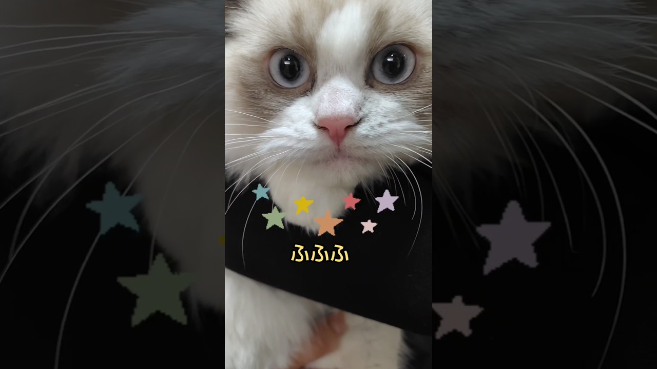 ふわふわラグドール子猫姉妹(音量注意！)