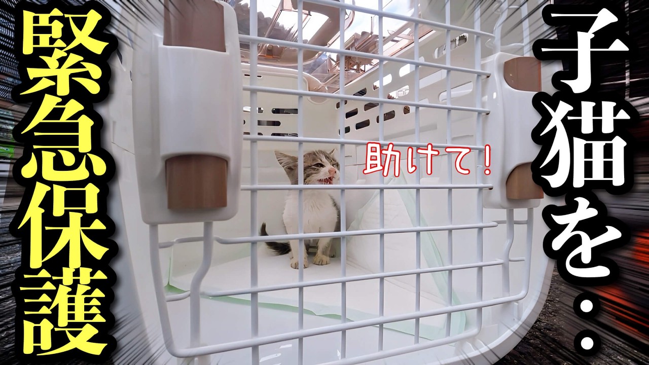 緊急で子猫を保護しました！