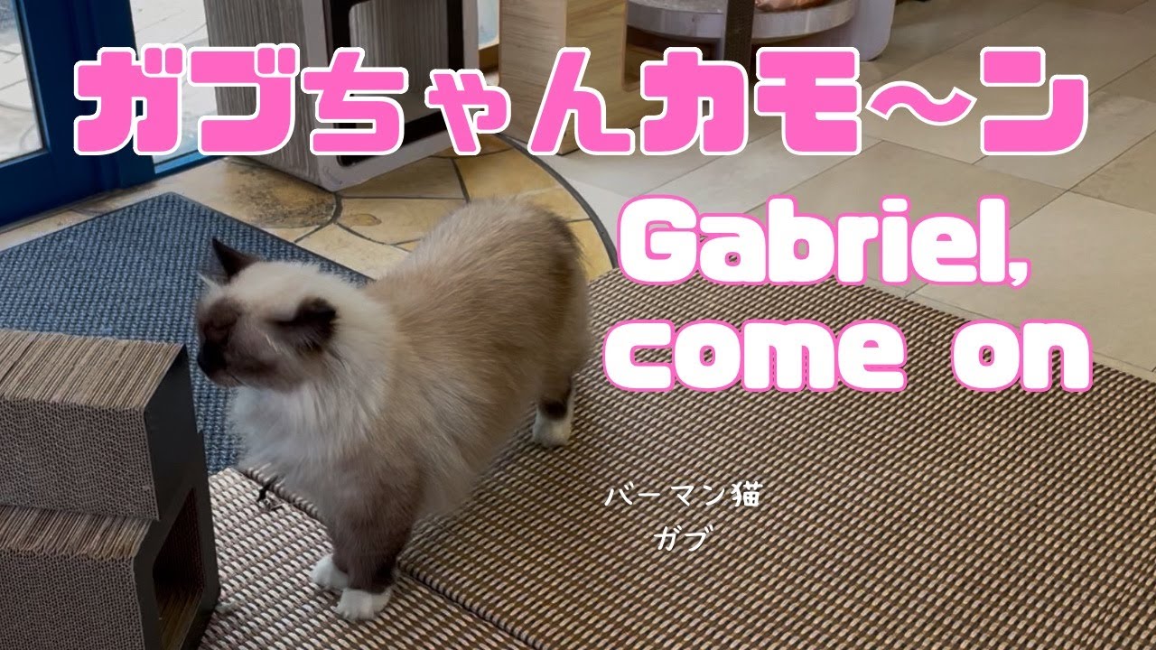 バーマン猫ガブ【ガブちゃんカモ〜ン】Gabriel, come on（バーマン猫）Birman/Cat