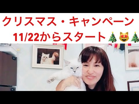 サイベリアンの子猫をお迎えするならロイヤル・キャッツで！ 11/22 〜クリスマスキャンペーン開催🤶