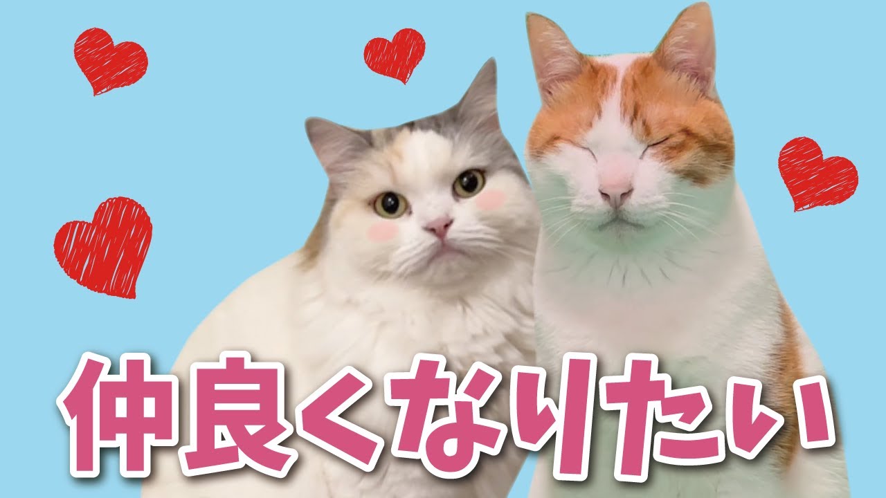 【ほんとは大好き】先輩猫となかよくなりたい後輩猫【関西弁でしゃべる猫】【猫アテレコ】