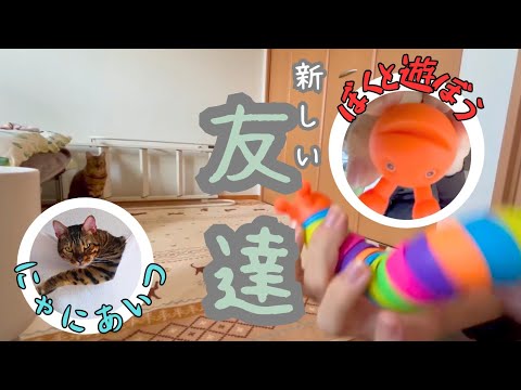 【100均】原宿系イモムシと友達になってみた【Seria】
