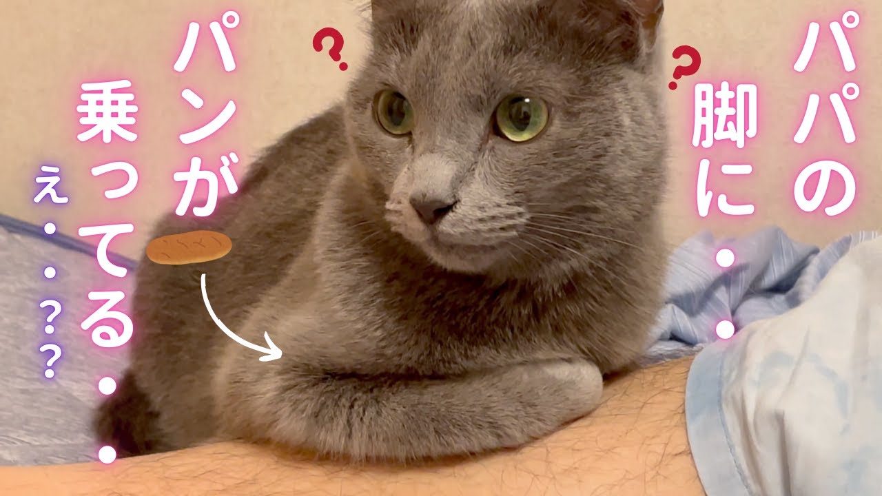 【猫ロシアンブルー】そらちゃんの お手手は世界一可愛いスティックパン‼️