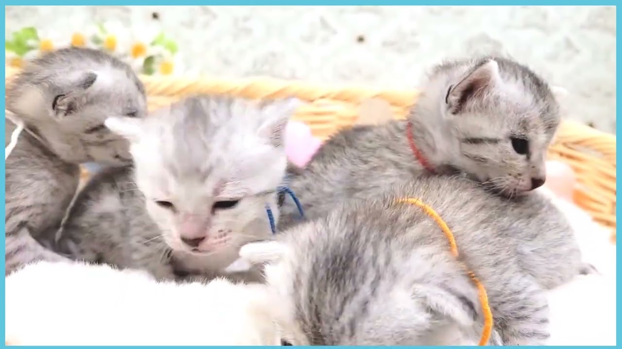 ペットショップCOO&RIKU No00696219(エジプシャンマウ)