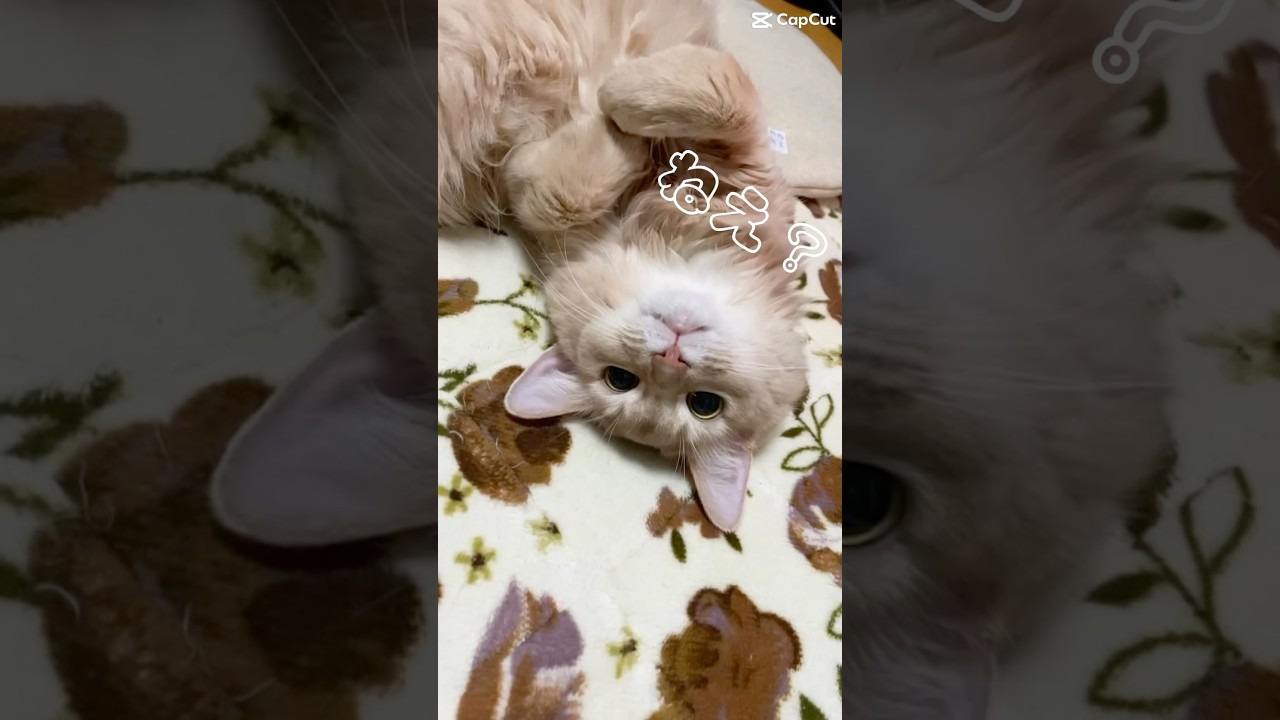 あざといソマリ？#shorts #猫#ソマリ