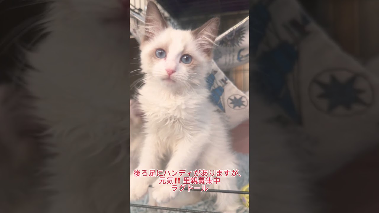 後ろ足にハンディがありますが、元気‼️ 里親募集中　#ラグドール　子猫　ちゃん　#里親募集中子猫アゴはネコ