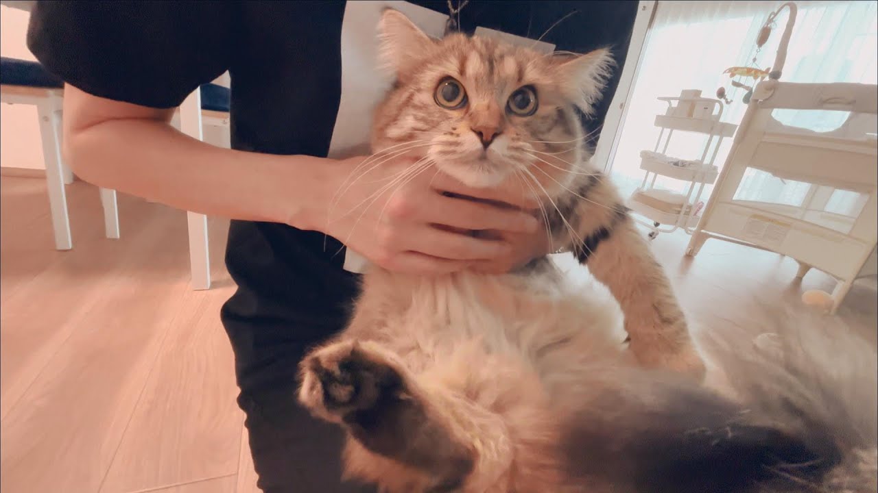 去勢手術はティムタムごと切るものと勘違いしていた飼い主に呆れる子猫がかわいい【episode52】【サイベリアン】