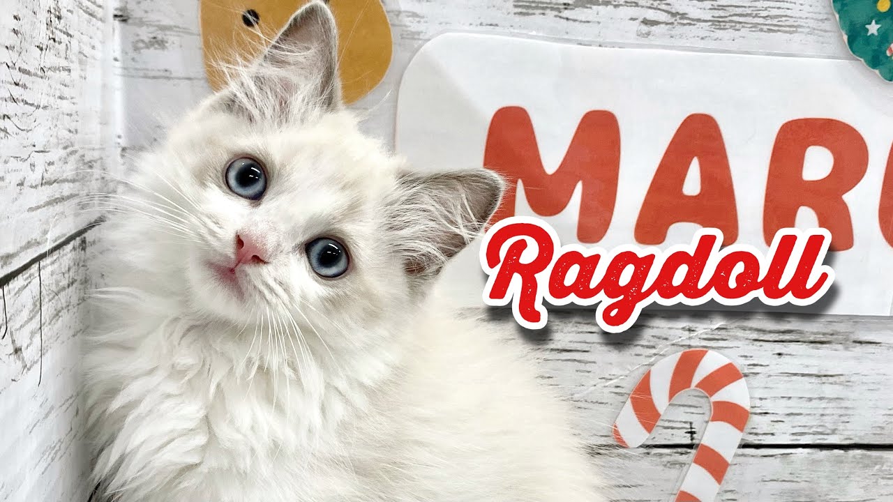 【NEW☆FACE】サファイアブルーの瞳が美しいラグちゃん入店♪