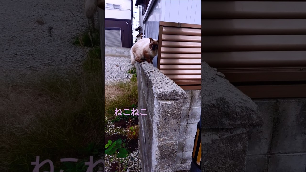シャム猫さんの親族を見かけましたが…それぞれに散って居なくなりましたね…🐈️ #shorts #cat #猫 #猫動画 #猫好きさんと繋がりたい #地域猫