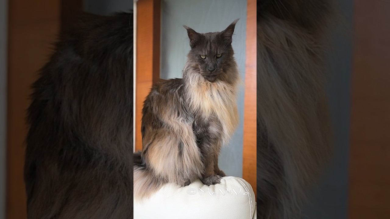 What’s up hoomans? #mainecoon #cat #mrvivo