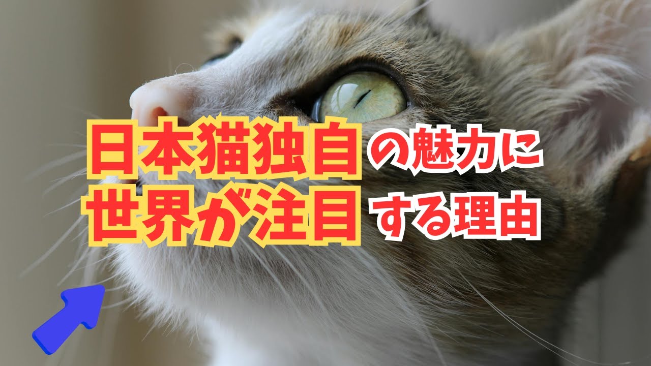 【知ってるとちょっと得します】日本猫の魅力が止まらない！世界からも大人気の日本猫にしかない特徴とは