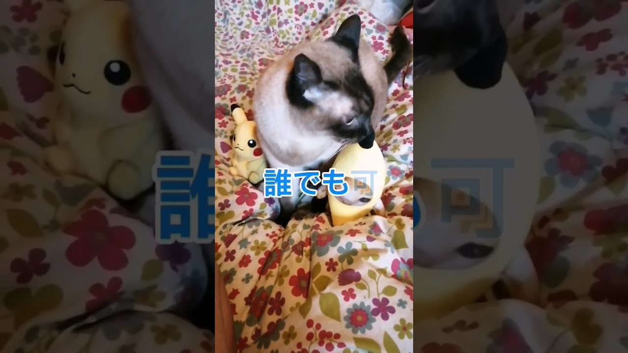 シャム猫#shorts #cat #猫 #シャムミックス #pikachu #bananacat#かわいい