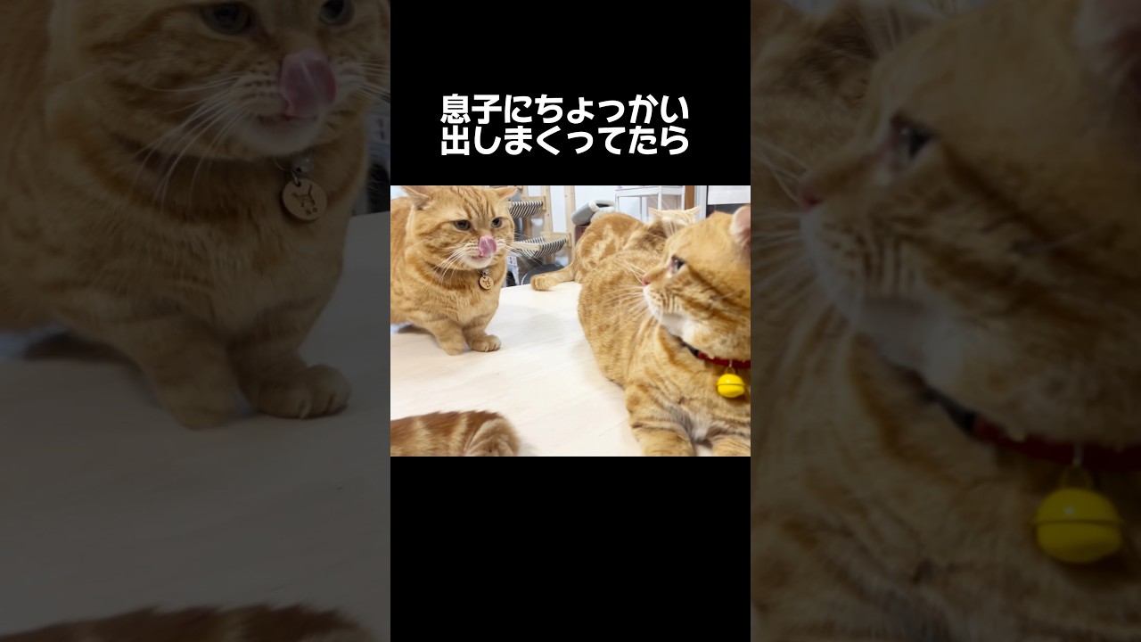 息子にちょっかい出しまくってたら怒られただに #猫 #マンチカン #shorts
