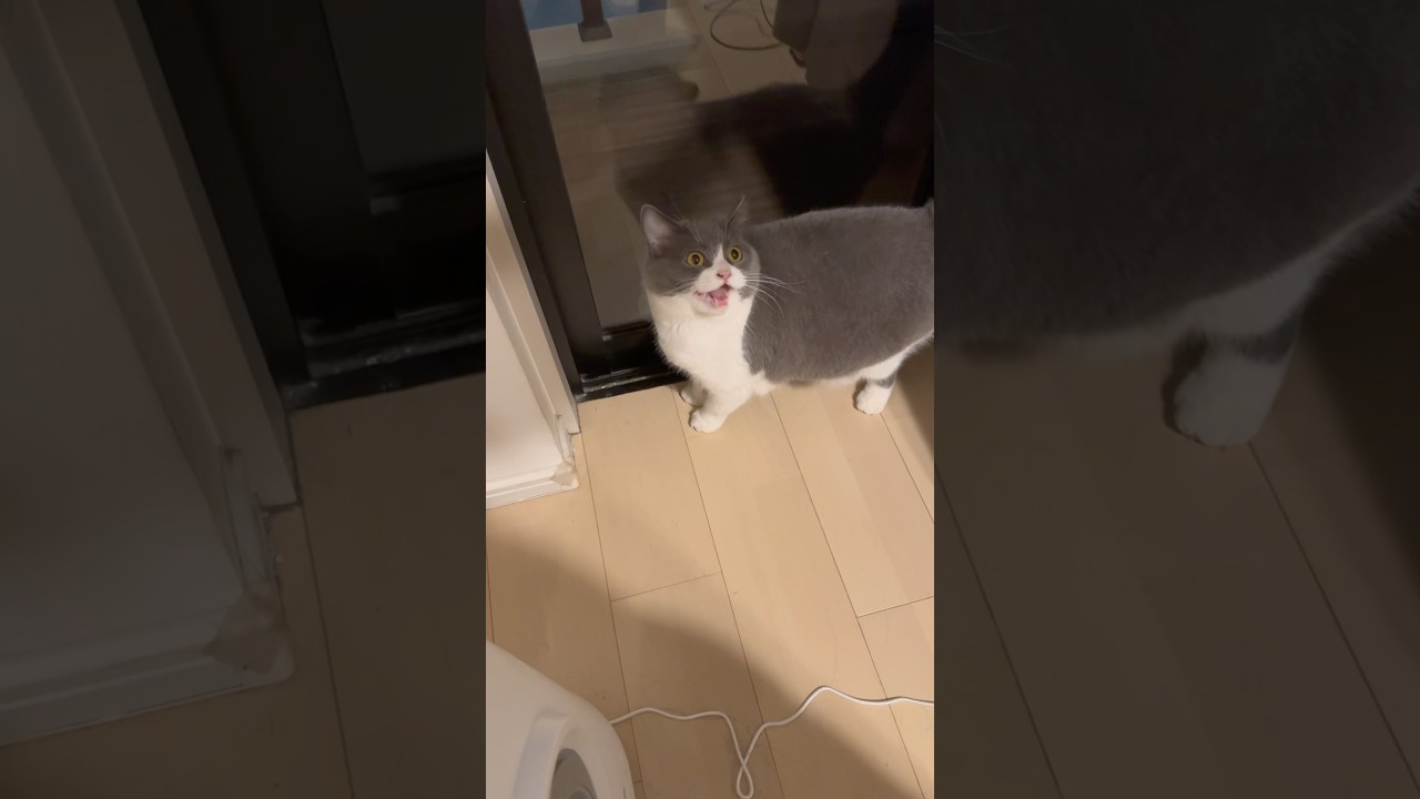 「外だせ」が可愛すぎる🤦‍♀️ #猫 #cat #ブリテッシュショートヘアー #猫のいる暮らし #ねこ