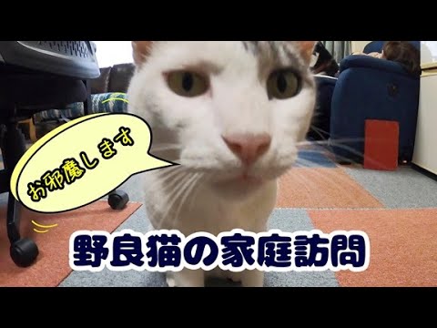 【野良猫の家庭訪問】🙀　家に入れてください