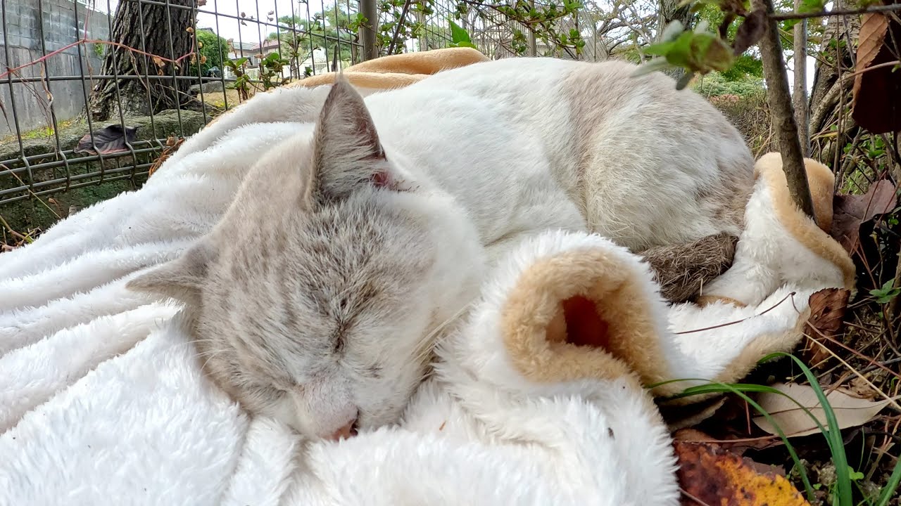シャム猫が暖かい毛布の上で気持ちよさそうにお昼寝する