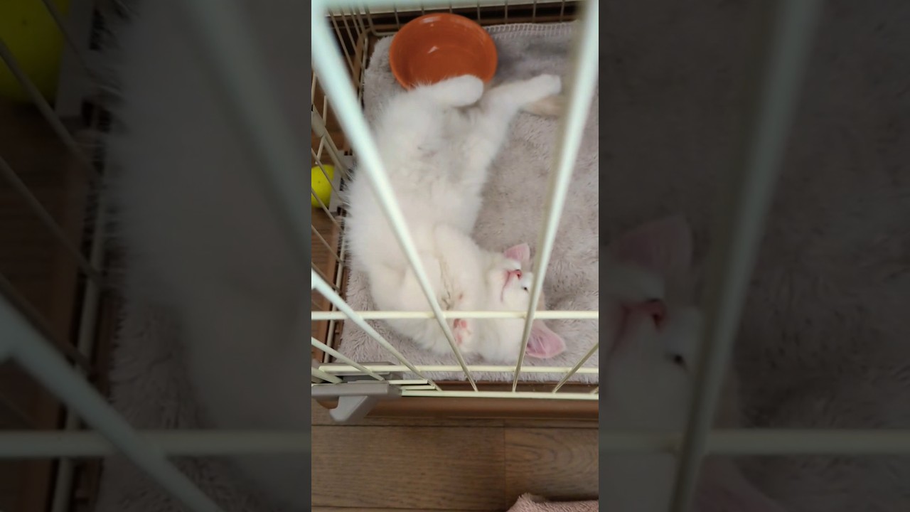 【猫動画】天使のへそ天  #cat #猫 #ねこ #子猫#スコティッシュフォールド立ち耳