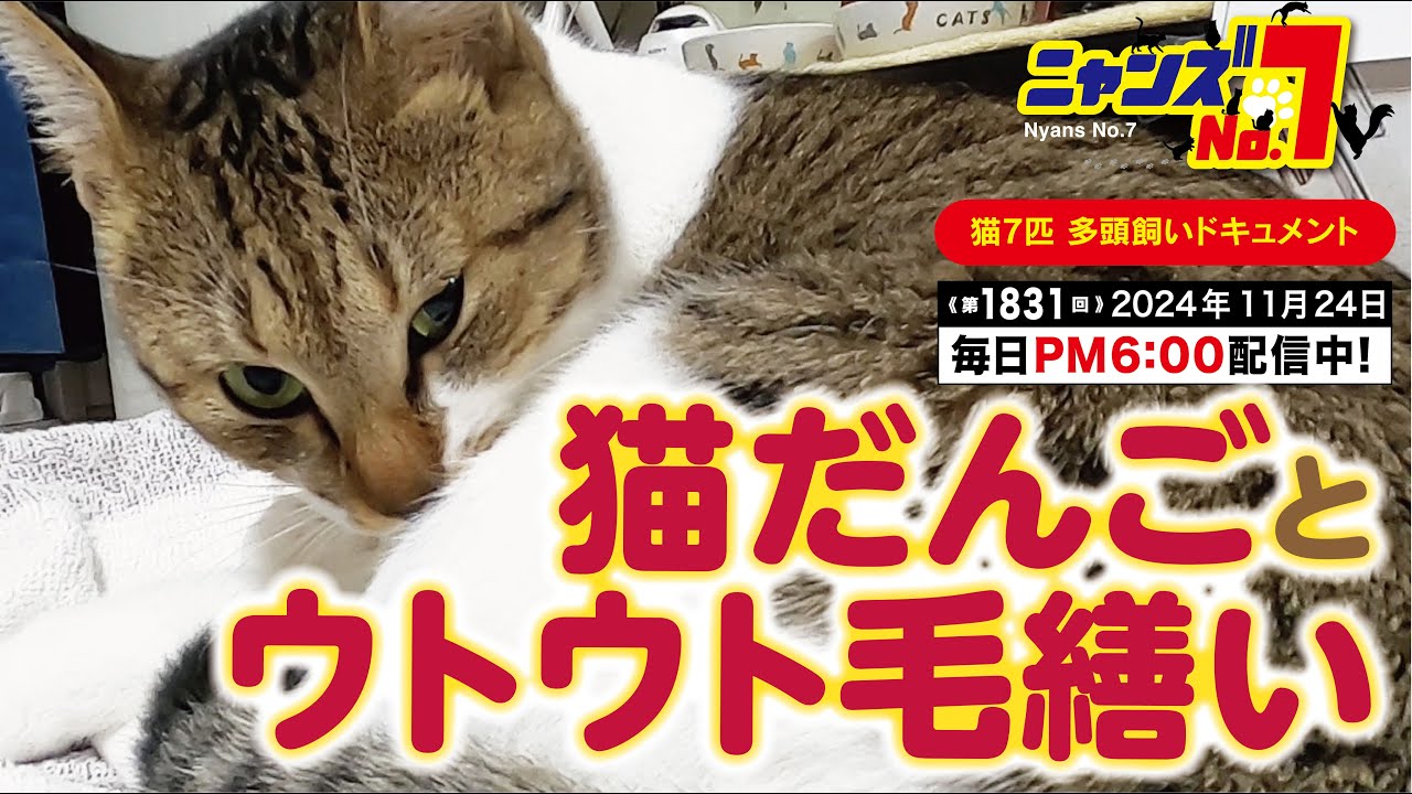 《第1831回》猫だんごとうとうと毛繕い