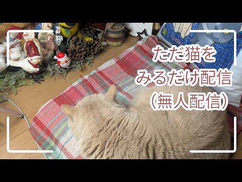 ただ猫を見るだけ配信