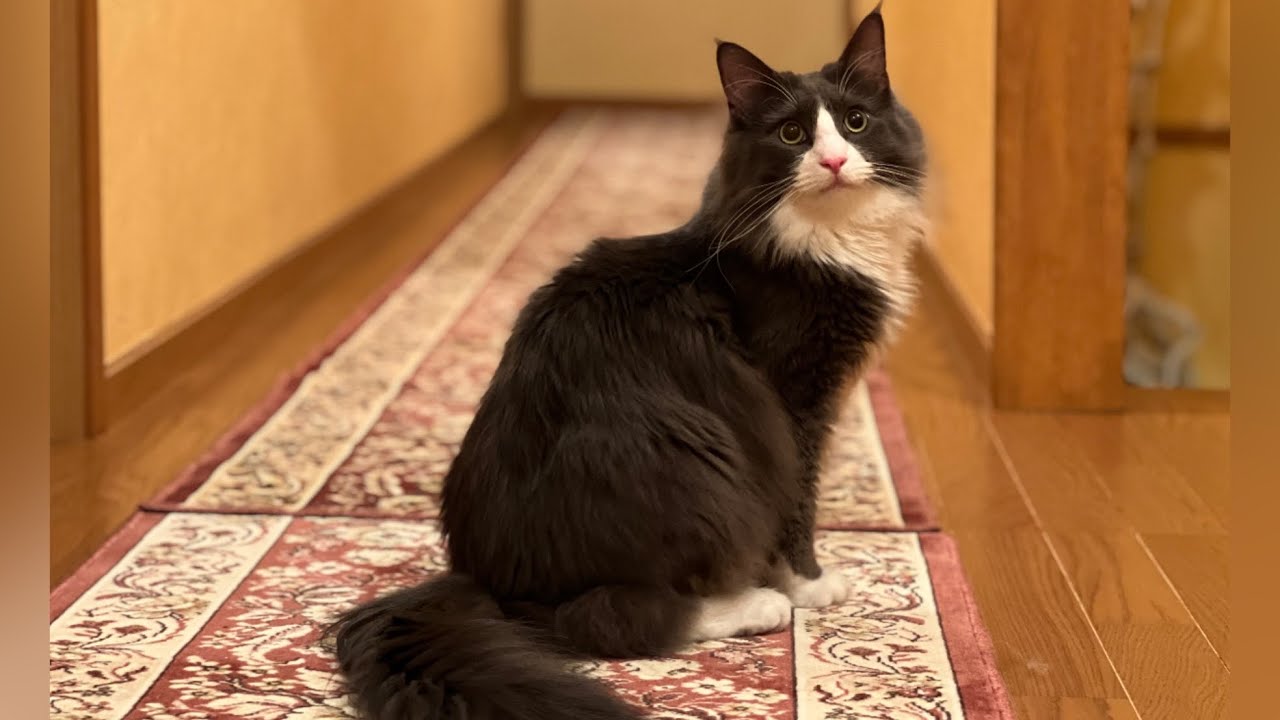 【やんちゃ坊主】身体能力が高いターキッシュアンゴラの遊び方がすごいwww