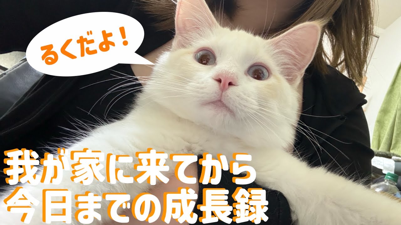 【保護猫】子猫が7ヶ月になるまでの成長変化【るく】