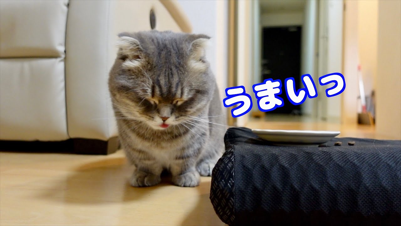 開封直後のキャットフードに飛びつく猫がこちらです