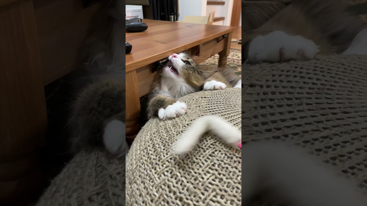 最後に赤ちゃんになってしまう猫　#cat #ノルウェージャンフォレストキャット #猫 #猫のいる暮らし #北欧猫