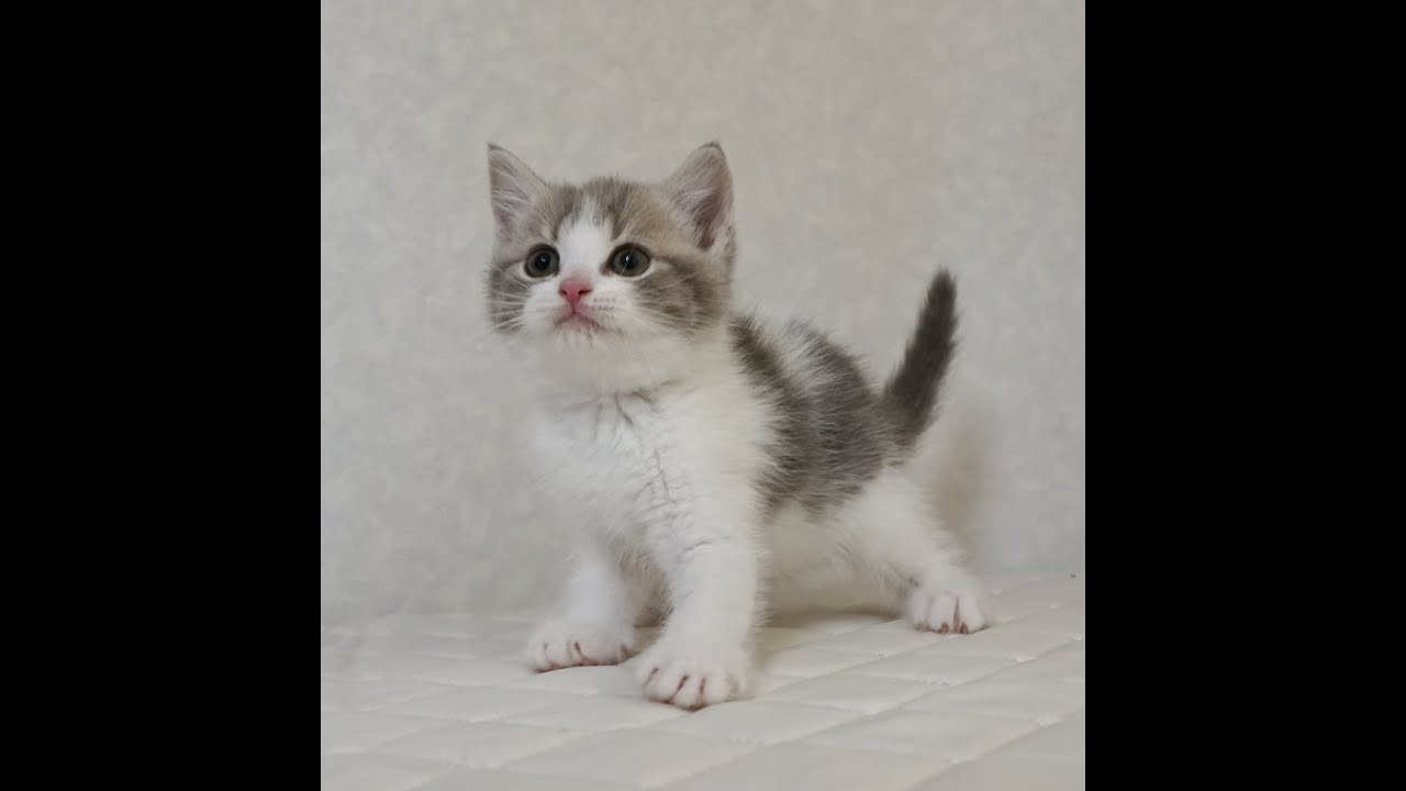 ブリティッシュショートヘアー子猫　British Shorthair　2024.10.1産まれ　ブルータビー&パッチドホワイト　女の子　シーダキャット猫のお店