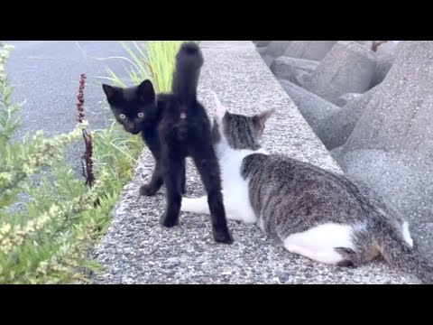 ニンゲンよりお母さんと遊びたい黒子猫ちゃん
