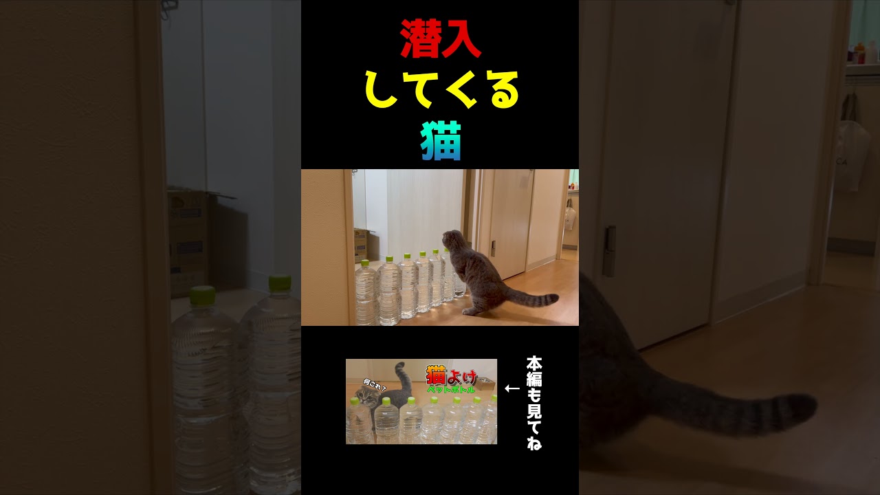 潜入してくる猫[マンチカンの銀時]